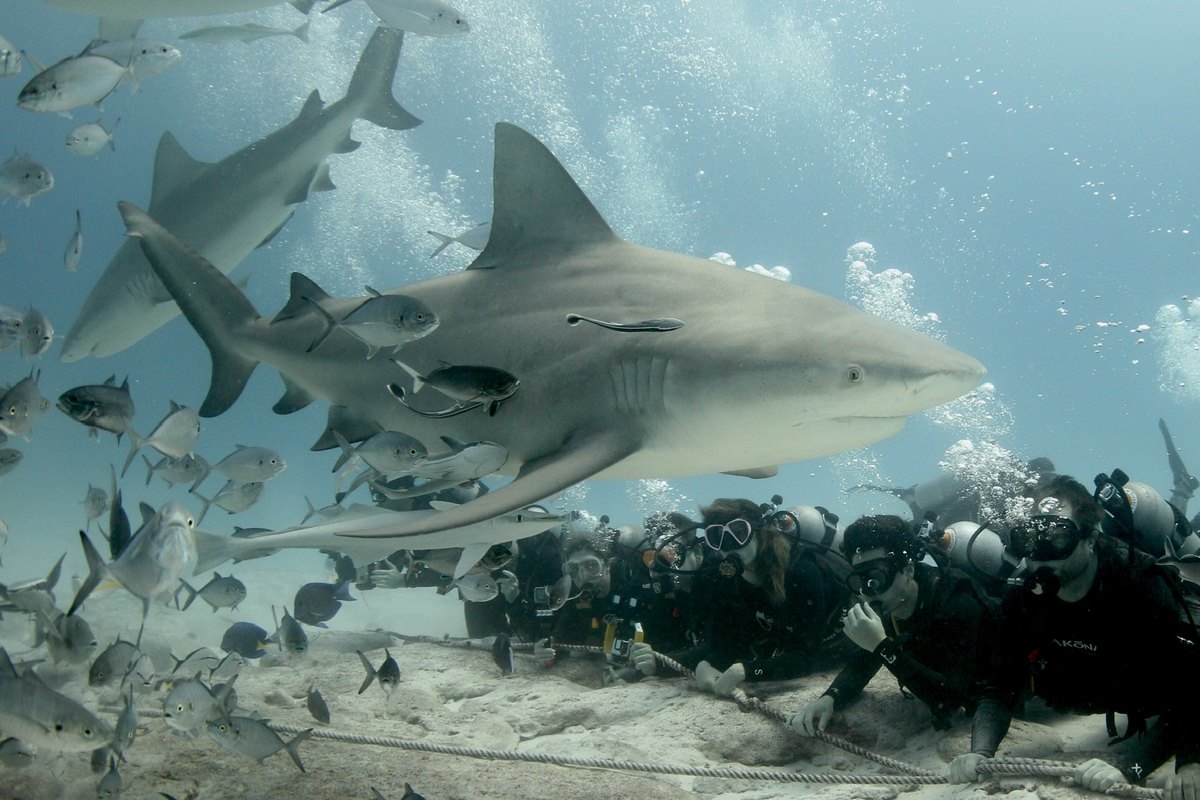 Diving with bull sharks in Playa del Carmen